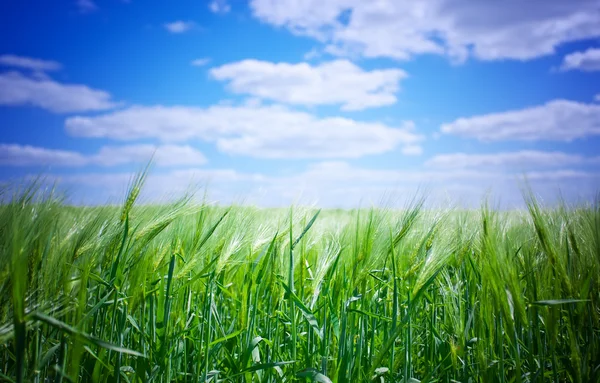 Green wheat in the field — Stock Photo, Image