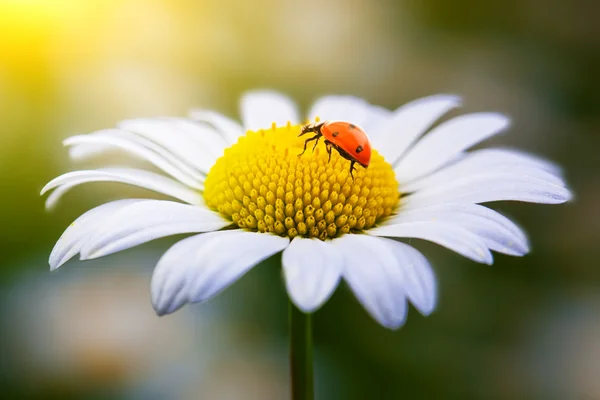 Wilde bloemen van kamille met lieveheersbeestje — Stockfoto