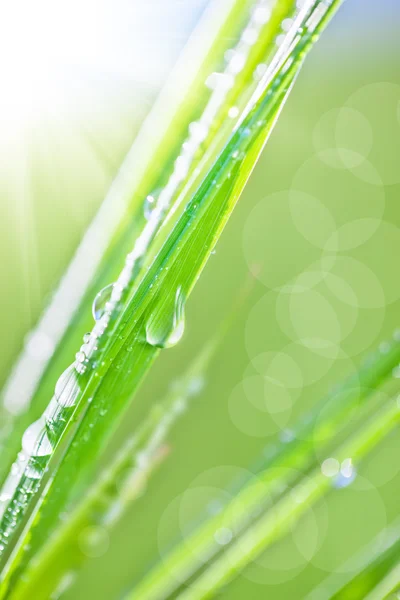 Hierba con gotas de rocío —  Fotos de Stock