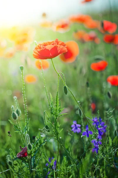 Flores de papoula — Fotografia de Stock