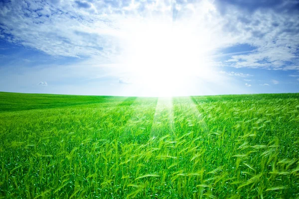 Green field and blue sky — Stock Photo, Image