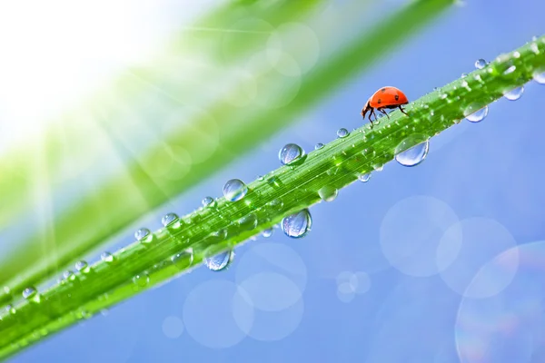 Herbe avec rosée et coccinelle — Photo