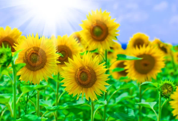Sun Flower on blue sky background — Stock Photo, Image