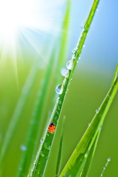 Herbe avec rosée et coccinelle — Photo