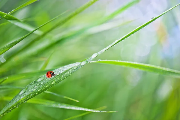 Gras mit Tau und Marienkäfer — Stockfoto