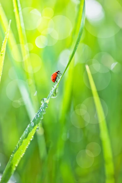 Çimen çiy ve uğur böceği — Stok fotoğraf