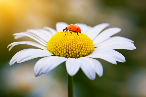 Fiori selvatici di camomilla con coccinella — Foto Stock