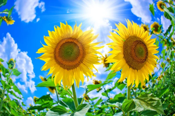 Цветок солнца на голубом фоне неба — стоковое фото