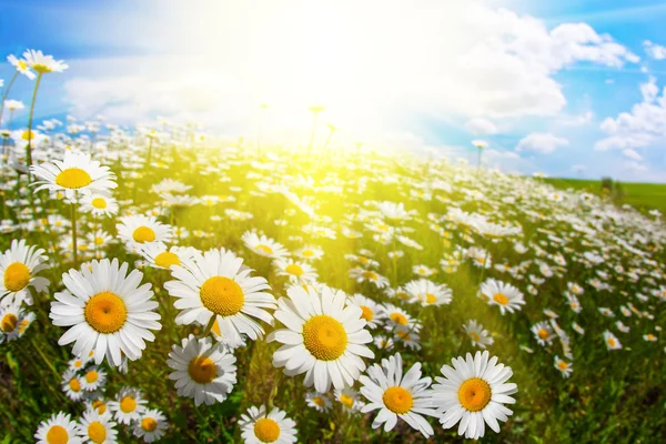 Wildblumen der Kamille Stockbild