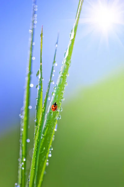 Grass with dew and ladybird Royalty Free Stock Photos