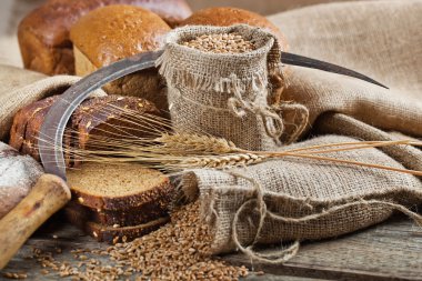 ekmek ve çavdar spikelets