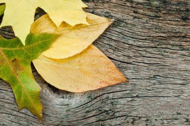 Sarı sonbahar yaprakları