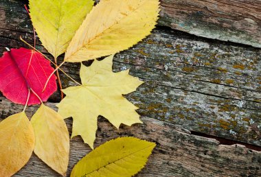 Sarı sonbahar yaprakları