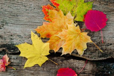 Sarı sonbahar yaprakları