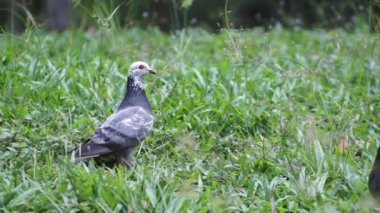 Pigeon at The Park