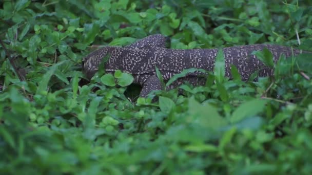 Monitor Lizard at The Garden — Stock Video