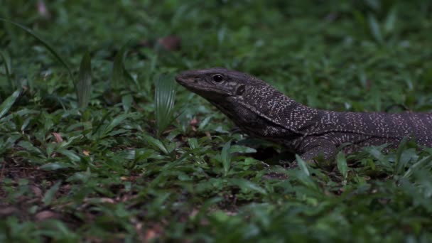 Monitor Lizard no Jardim — Vídeo de Stock