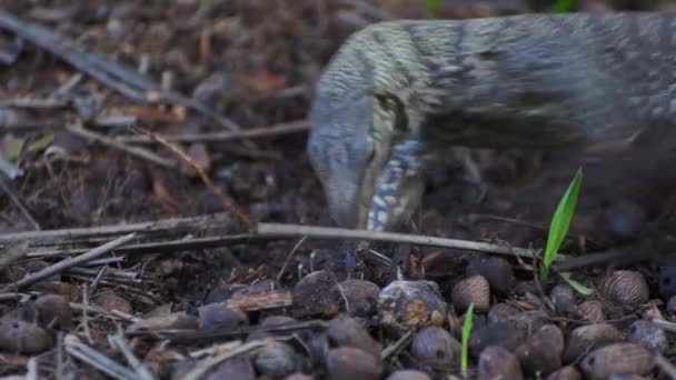 Monitor Lizard at The Garden — Stock Video