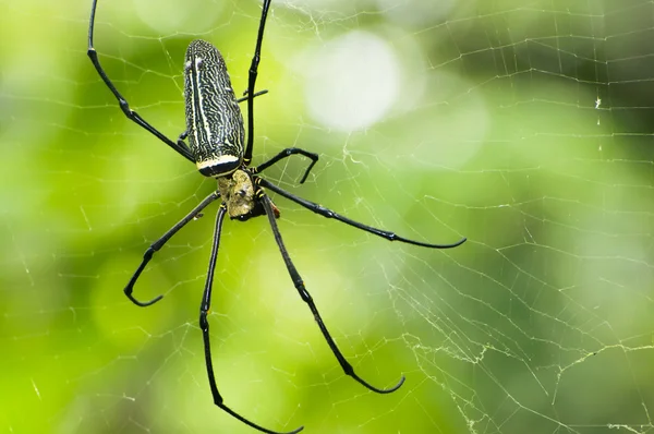 Big Spider on the web — Stock Photo, Image
