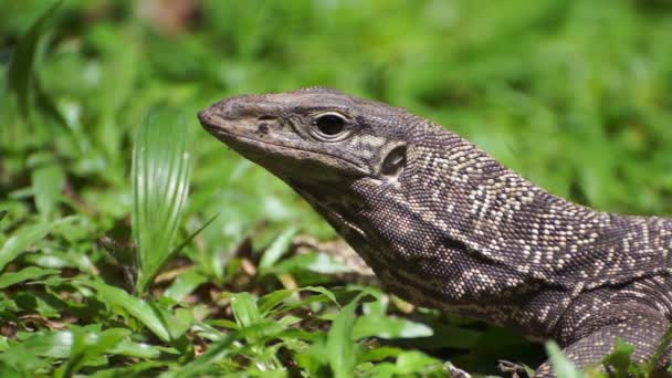 Monitor Lizard — Stock Video