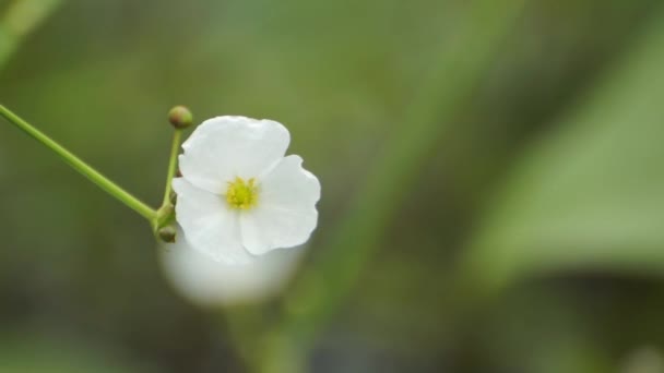 Honey bees — Stock Video