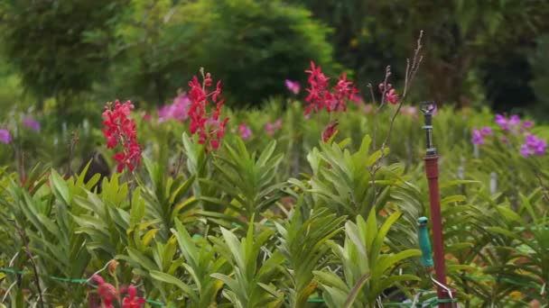 Flores de orquídeas — Vídeo de Stock