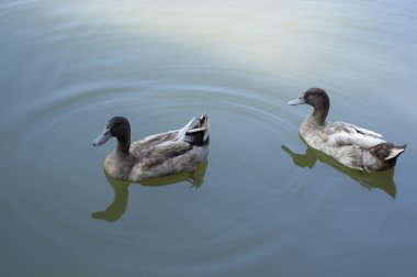 Gölde ördek