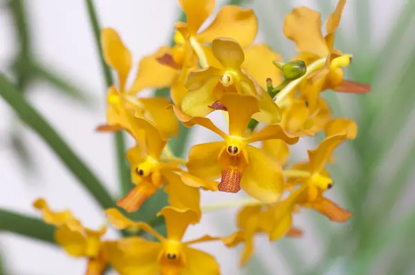 Žlutá orchidej — Stock fotografie