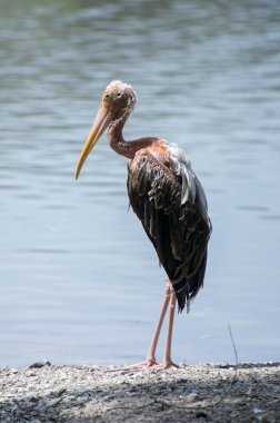 unhealth ak balıkçıl