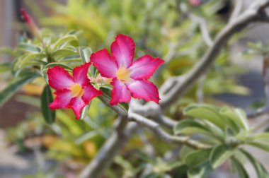 Kırmızı frangipani çiçekler