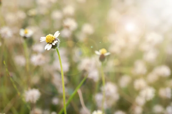 Flower Vintage — Stock Photo, Image