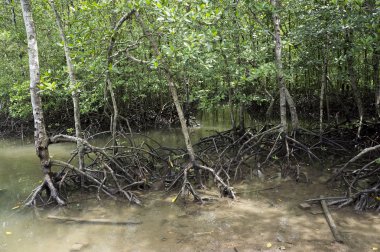 Mangrove Ormanı
