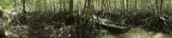 マングローブの森のパノラマ — ストック写真