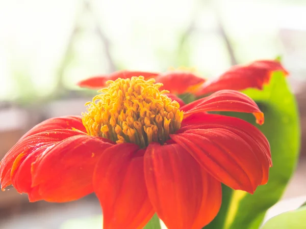 Red flower — Stock Photo, Image