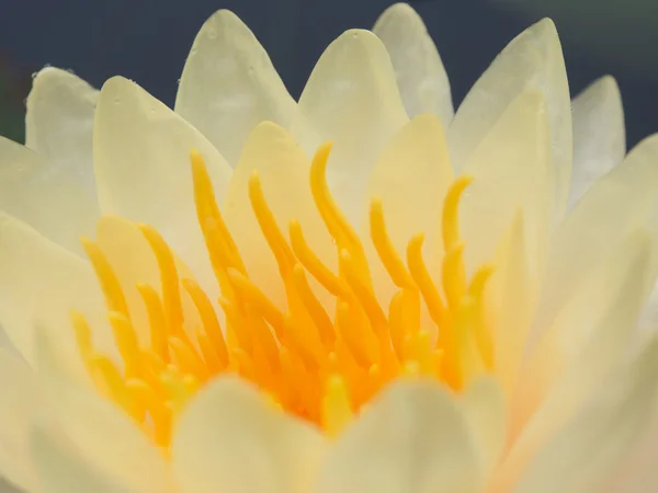 Yellow lotus — Stock Photo, Image