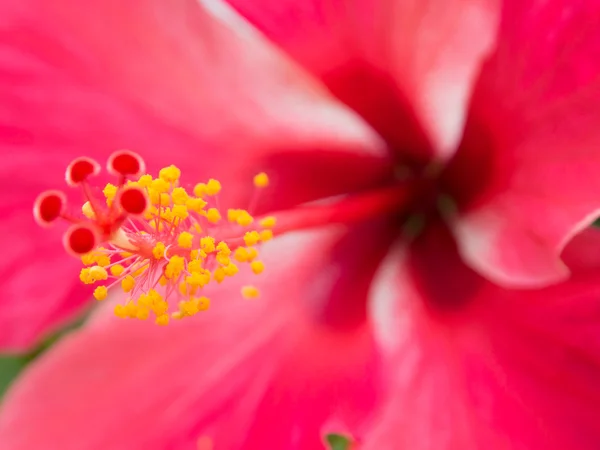 Hibiscus — Stock Photo, Image