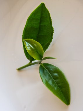 taze çay yaprakları