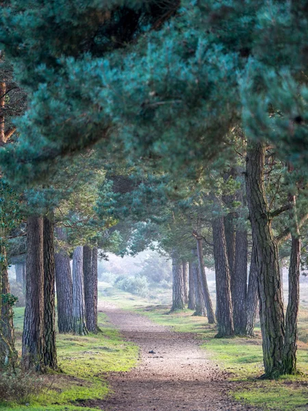 Row of trees — Stock Photo, Image