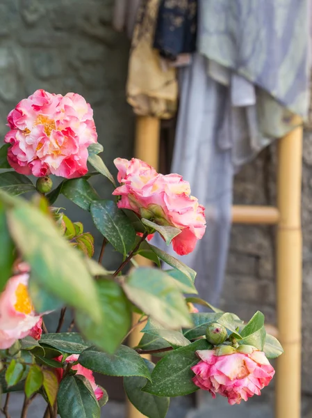 Pink rose — Stock Photo, Image