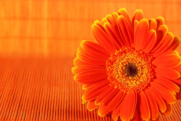 オレンジ色の背景にオレンジ色の花 — ストック写真