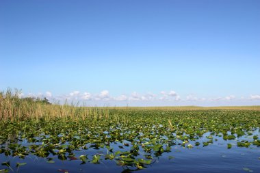 Everglades Florida