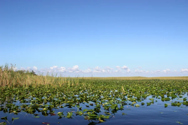 Everglades florida —  Fotos de Stock