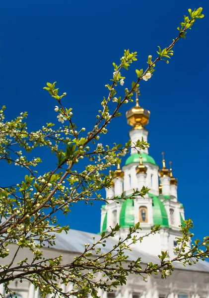 Branch of the cherry blossoms against white church — Stock Photo, Image