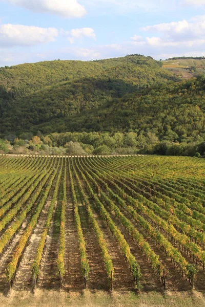 Chianti Vineyard Landscape Rows Grape Plants Tuscany Italy Europe — Stock Photo, Image