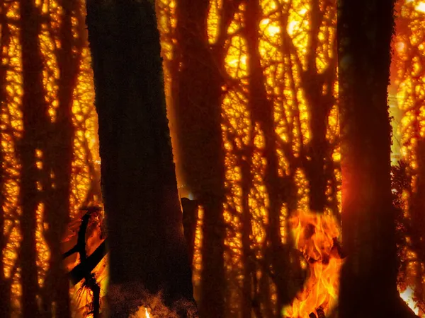 Fuego Bosque Por Noche Incendios Forestales Ardiendo Silueta — Foto de Stock