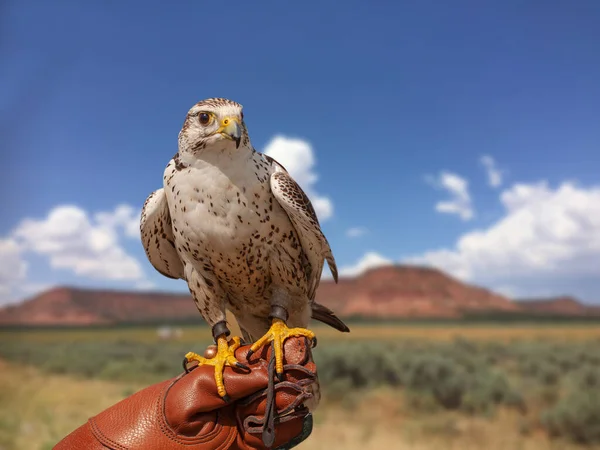 Peregrine Falcon Falco Peregrinus Zittend Arm Met Leren Handschoen Van — Stockfoto