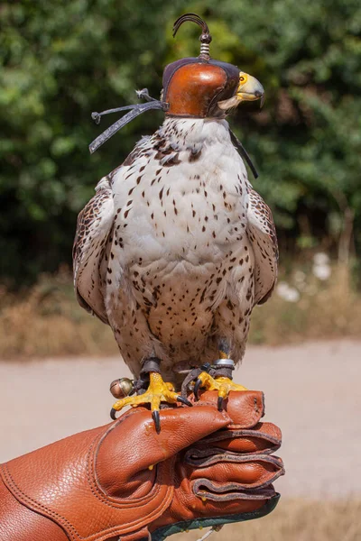 头戴头巾的Peregrine Falcon Falco Peregrinus 头戴头巾盖住眼睛 坐在猎鹰专家的皮手套上 近景图像 — 图库照片