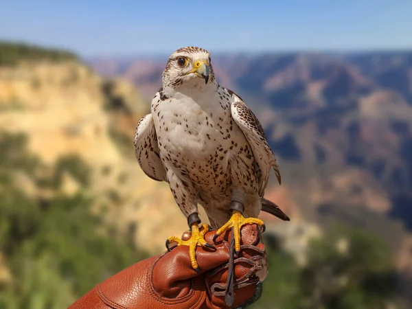 Peregrine Falcon Falco Peregrinus 戴着猎鹰专家的皮手套坐在手臂上 他的背景是蓝天和岩石山 — 图库照片