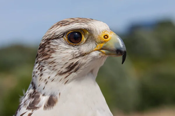 Zblízka Hlava Pozorný Ostražitý Peregrine Falcon Falco Peregrinus — Stock fotografie