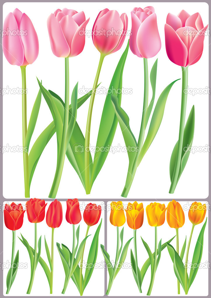 Beautiful tulips in different color